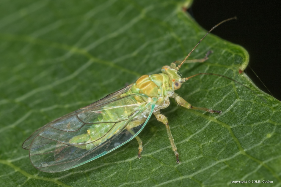 Elzenbladvlooi - Geleedpotigen - Elzenbladvlooi