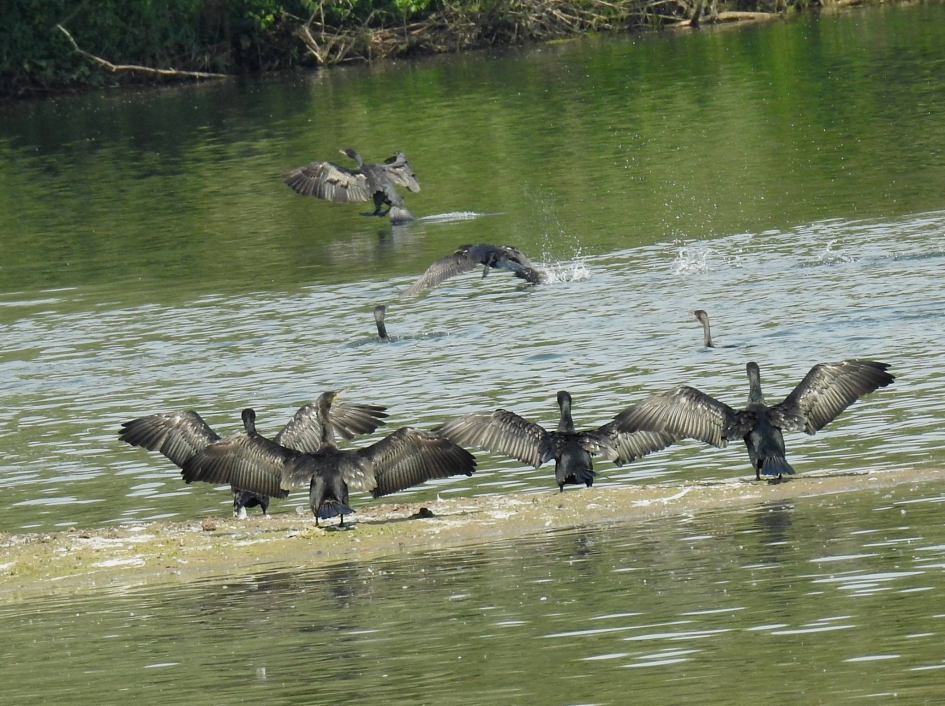 En dan samen de lucht in - Vogels - Aalscholver