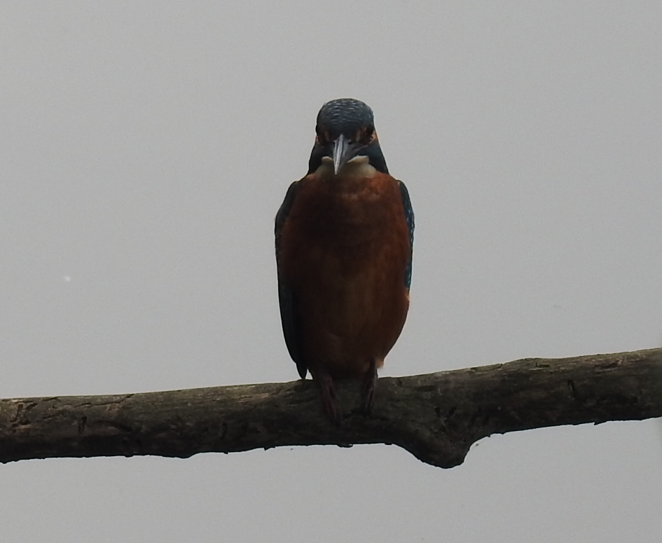 En face - Vogels - IJsvogel