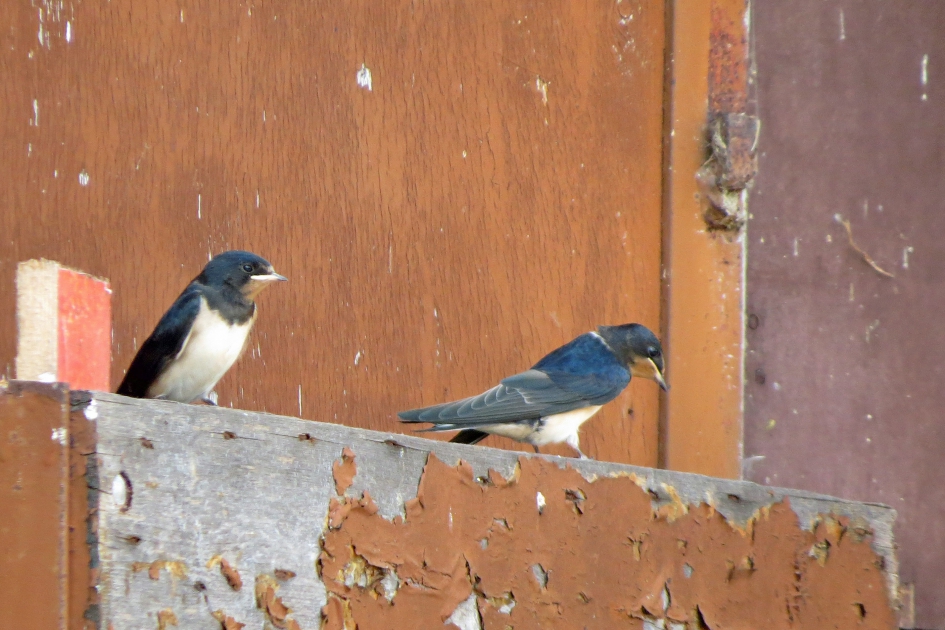 En nog steeds geen schilder gezien! - Vogels - Boerenzwaluwen