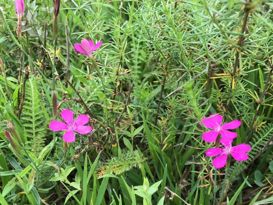 En ook deze leuke bloemetjes - Planten - 
