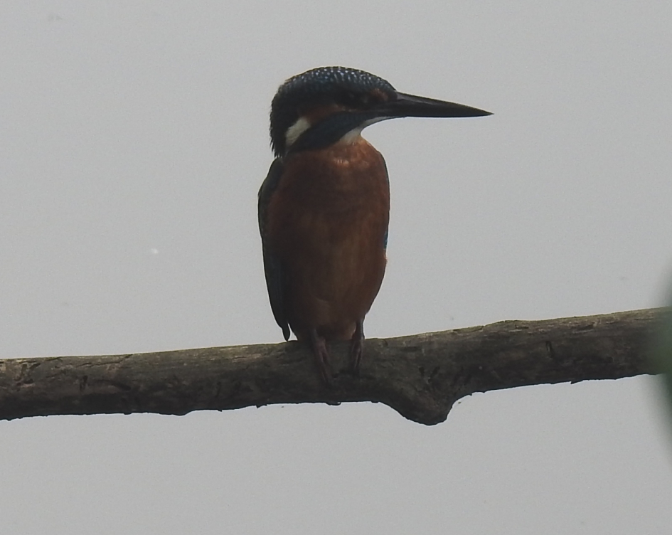 En profile - Vogels - IJsvogel