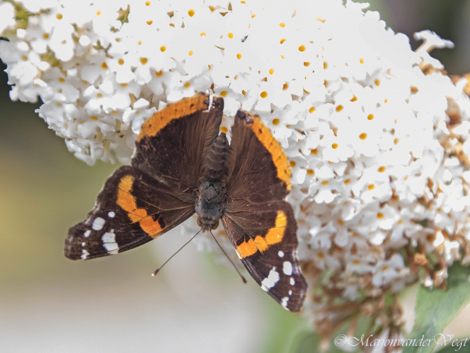 Er Onderste boven van zijn - Geleedpotigen - Admiraal vlinder