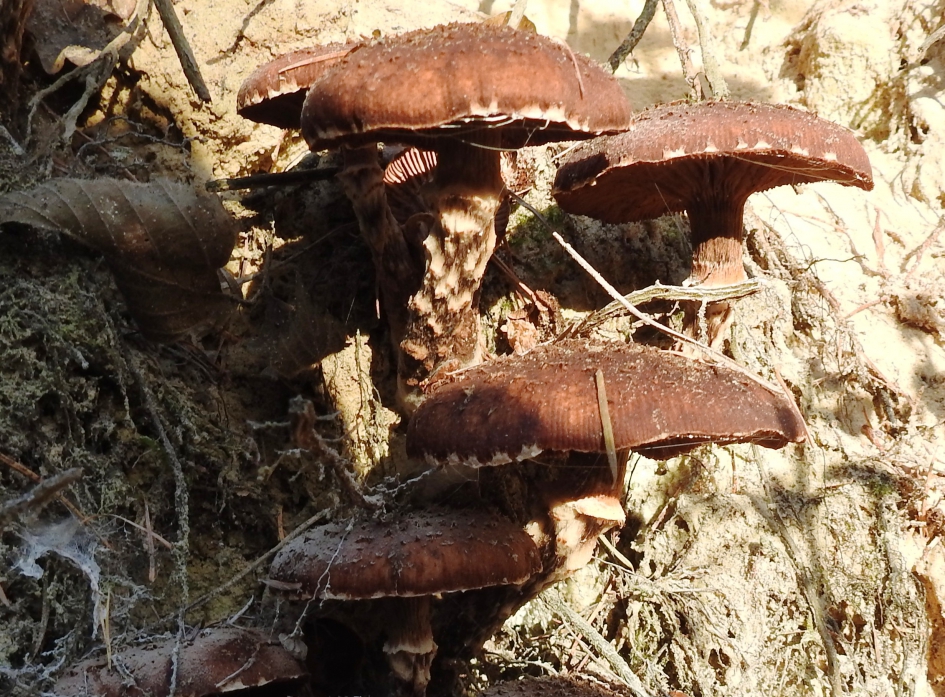 Etagewoningen voor kabouters - Schimmels - Berkenridderszwam