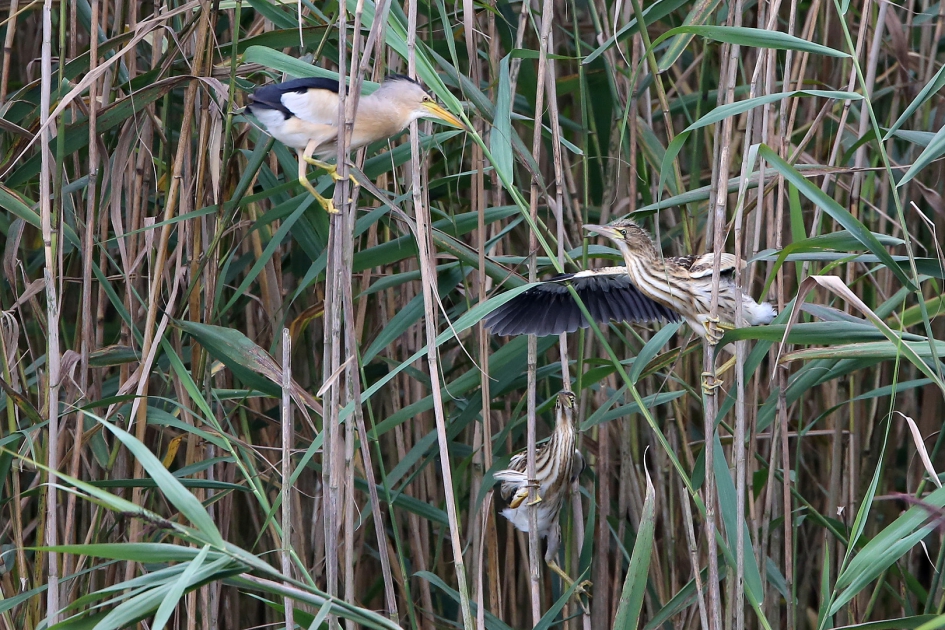 Etenstijd II - Vogels - Woudaapje