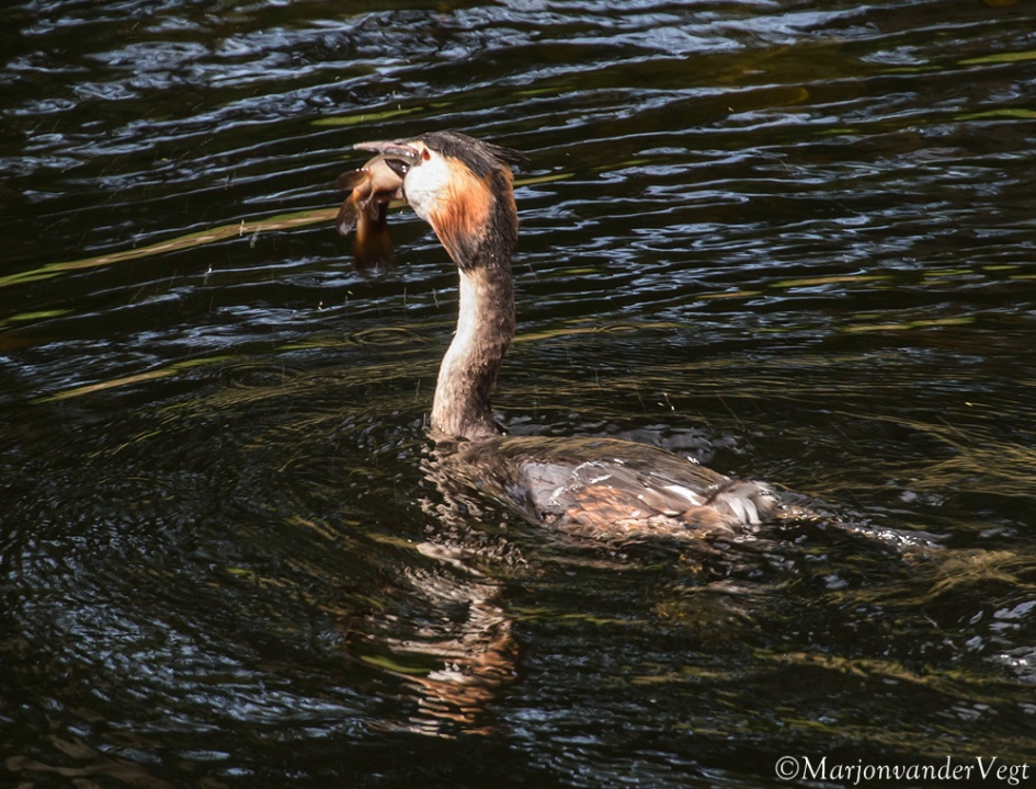 Even slikken - Vogels - Fuut
