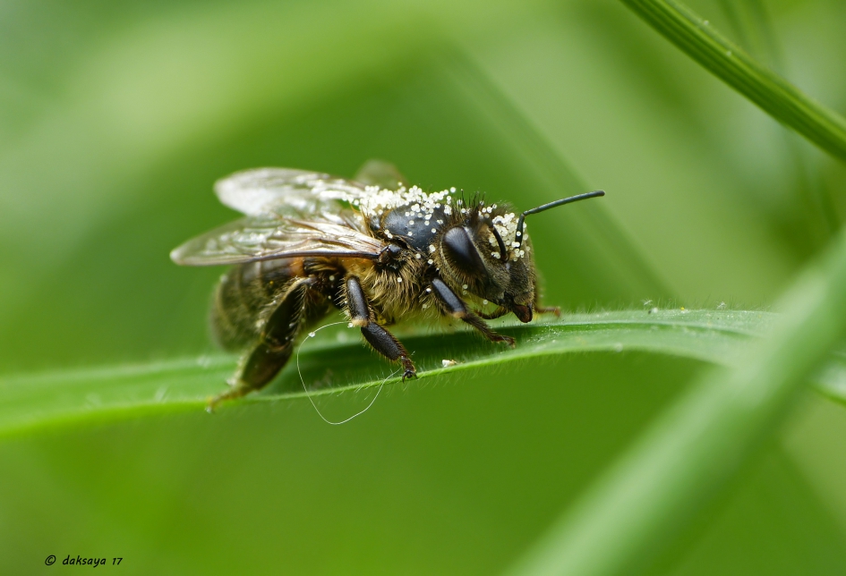Ff geen bezige bij - Geleedpotigen - 