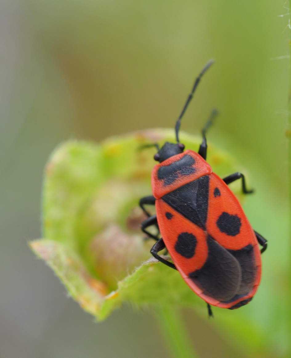 Fire! - Geleedpotigen - 