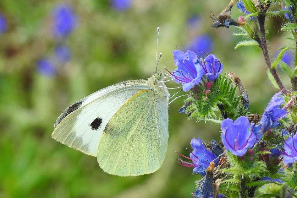 Forse dame - Geleedpotigen - Groot koolwitje