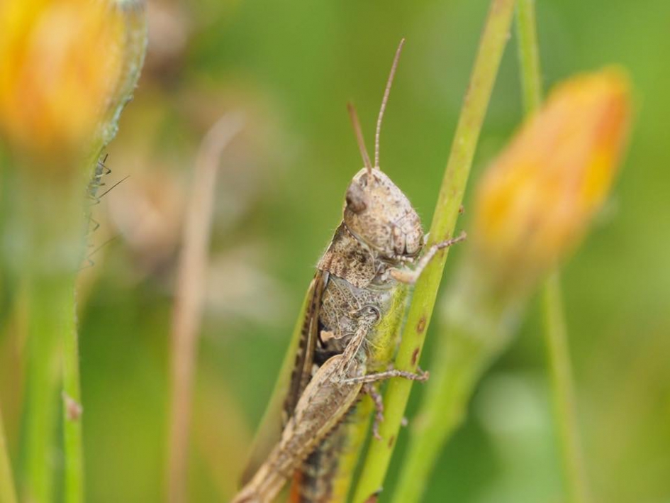 Fotomodel - Geleedpotigen - 