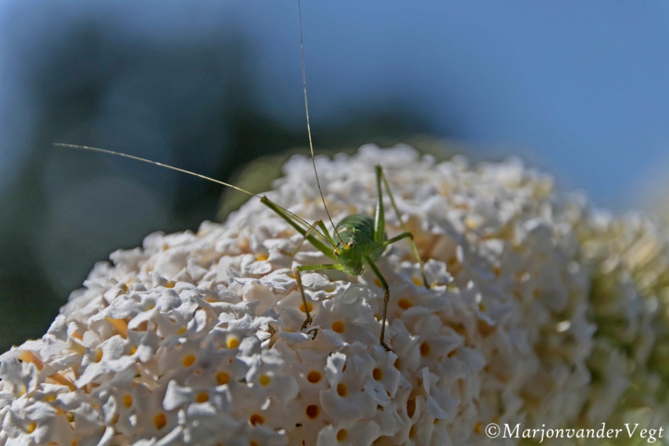 Fotomodel - Geleedpotigen - Nimf