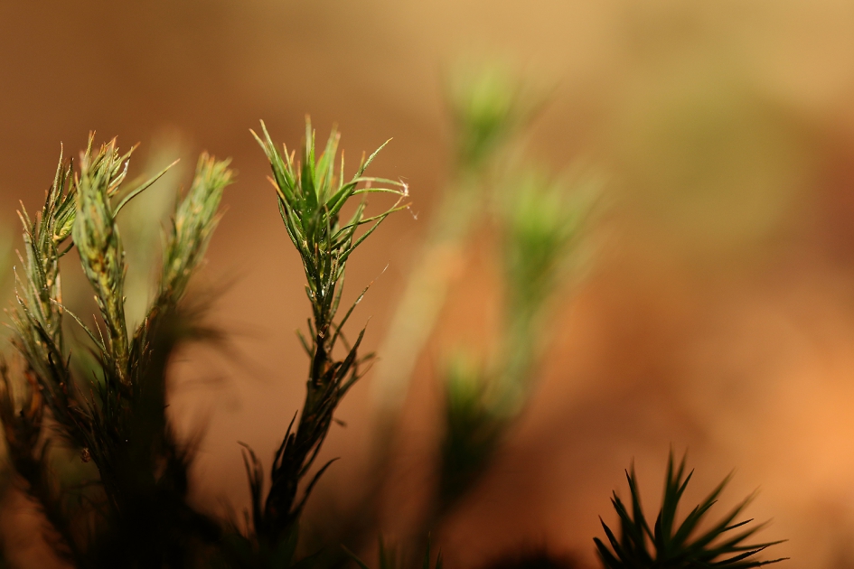 fraai haarmos - Planten - 