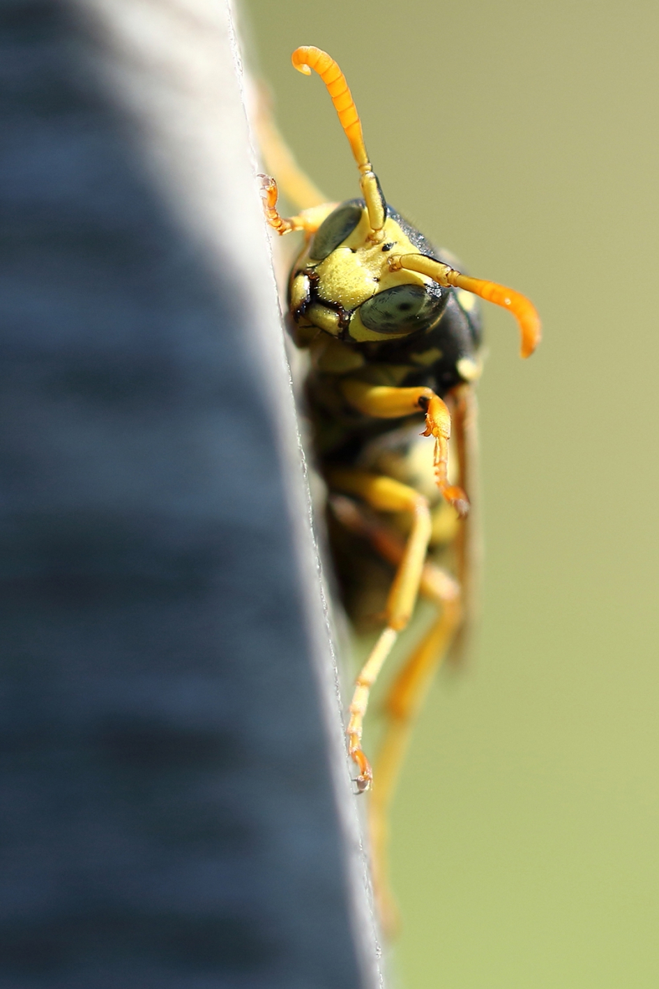 Franse veldwesp - Geleedpotigen - 
