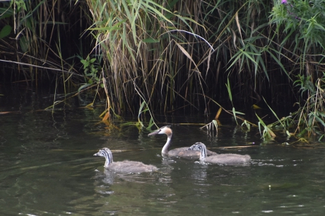 Fuut met twee "kleintjes"