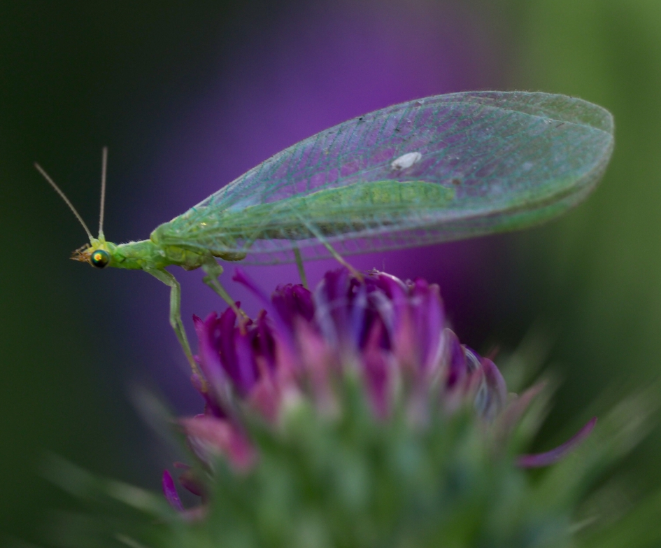 Gaasvlieg - Geleedpotigen - 