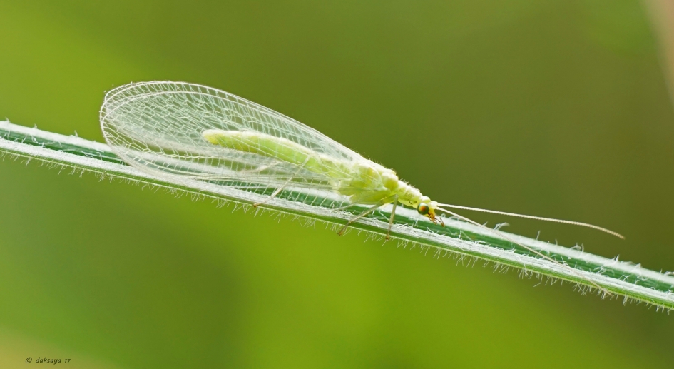 Gaasvlieg - Geleedpotigen - Gaasvlieg