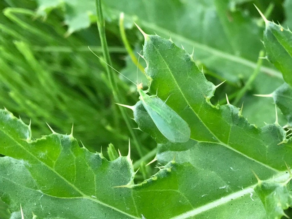 Gaasvliegje - Geleedpotigen - 