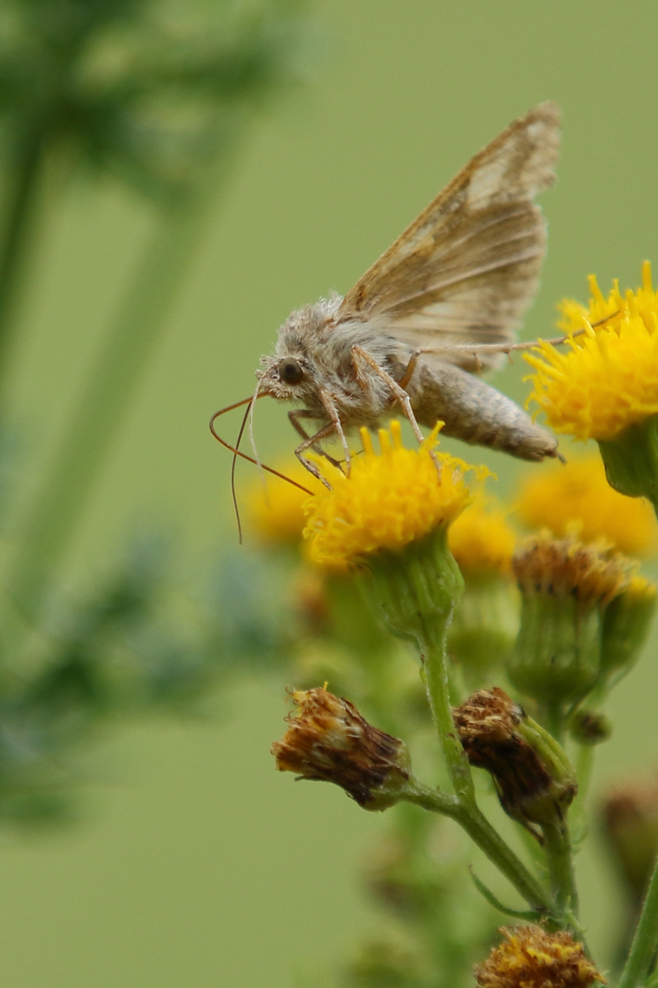 gamma-uil - Geleedpotigen - 