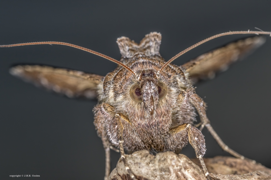 Gamma uil - Geleedpotigen - Gamma uil