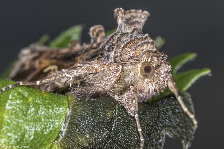 Gamma uil - Geleedpotigen - Gamma uil