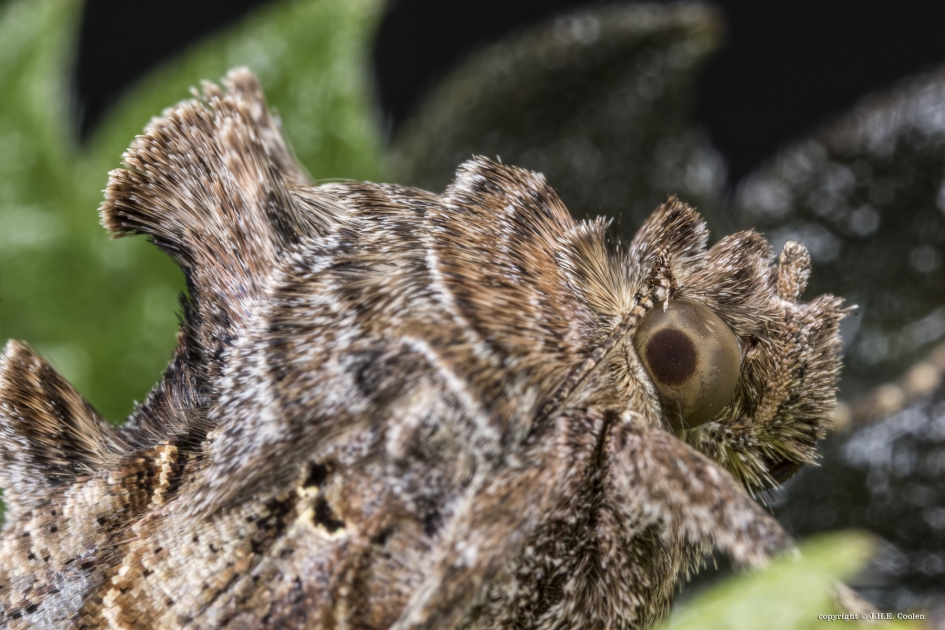 Gamma uil - Geleedpotigen - Gamma uil