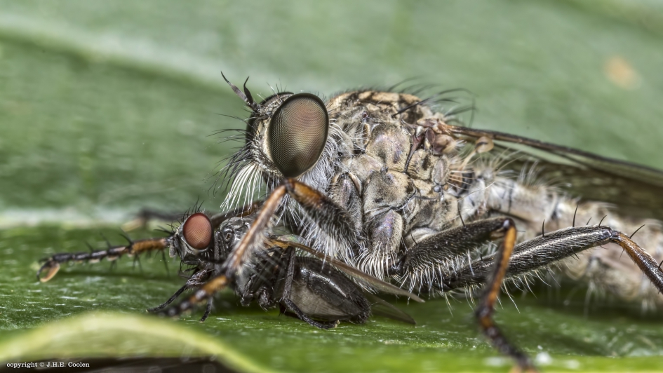 Geen klap, maar noodzaak - Geleedpotigen - Roofvlieg
