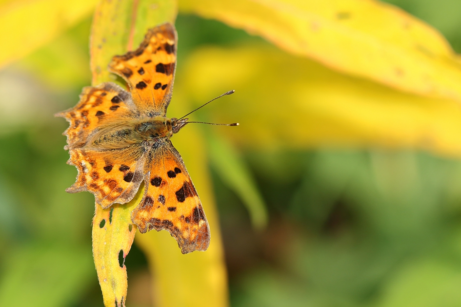 gehakkelde aurelia - Geleedpotigen - 