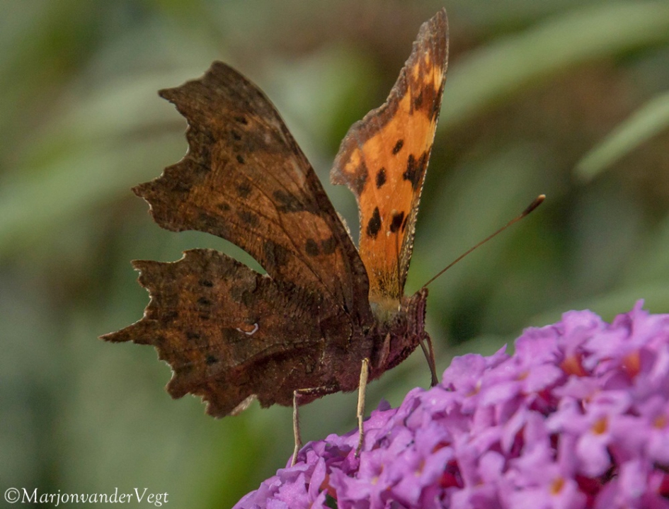 Gehakkelde Aurelia - Geleedpotigen - Gehakkelde Aurelia