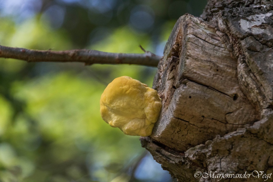 Gele puist - Schimmels - zwavelzwam