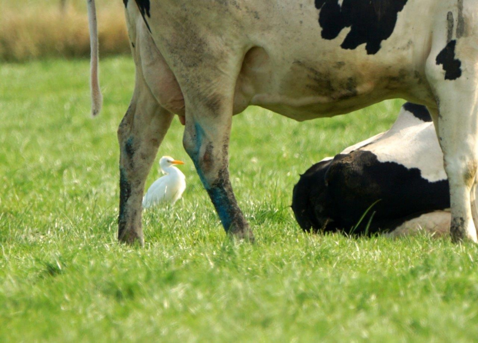 Genieten tussen de koeien - Vogels - Koereiger aduld in winterkleed