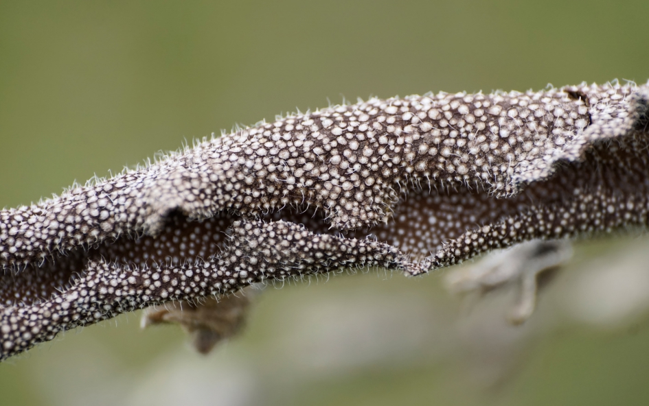 Gespikkeld - Planten - 