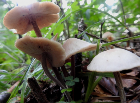 Gestreepte trechterzwam