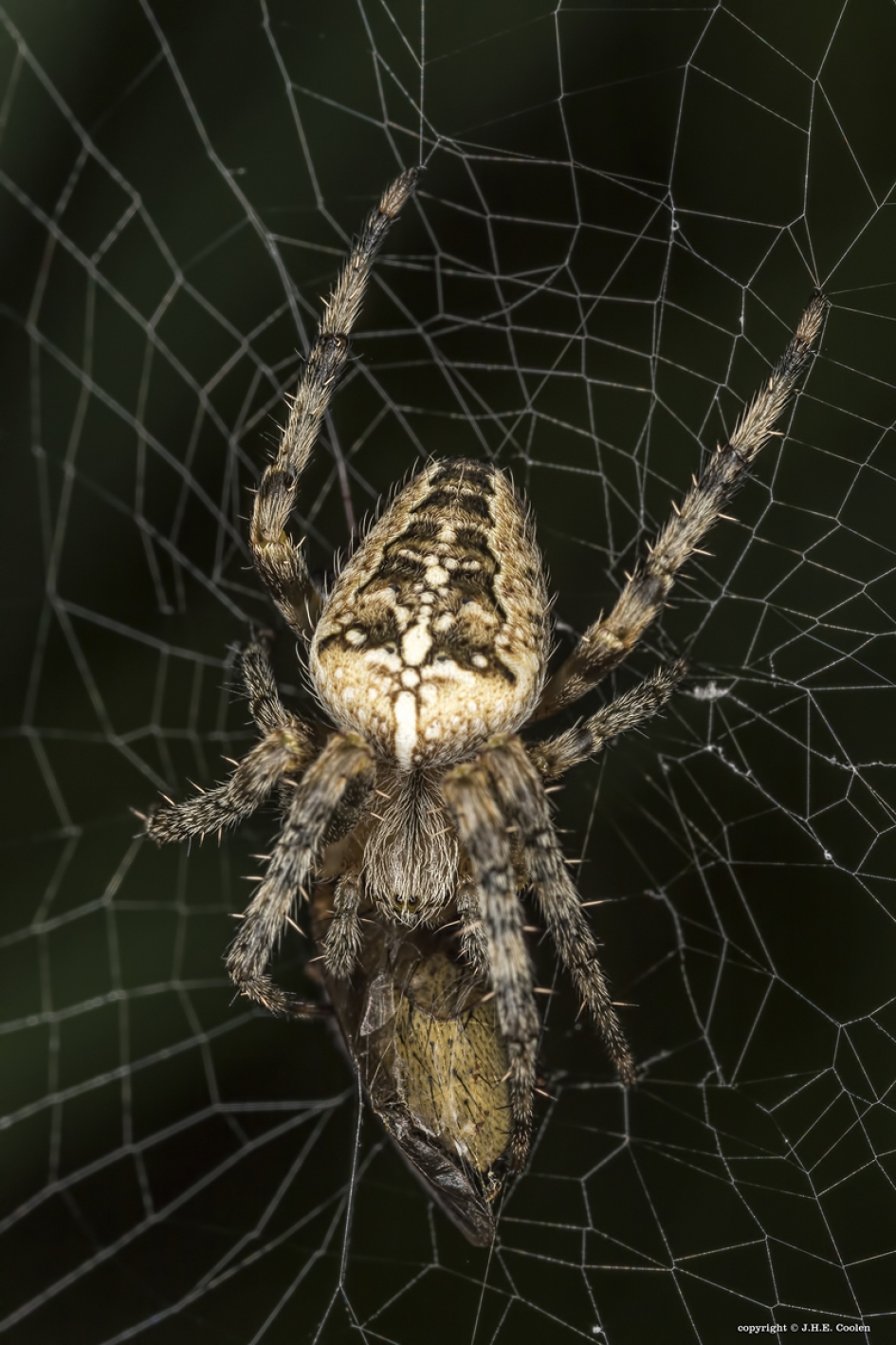 Gevangen - Geleedpotigen - Kruisspin