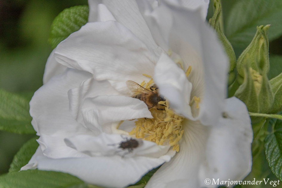 Gevleugeld bezoek - Geleedpotigen - bij