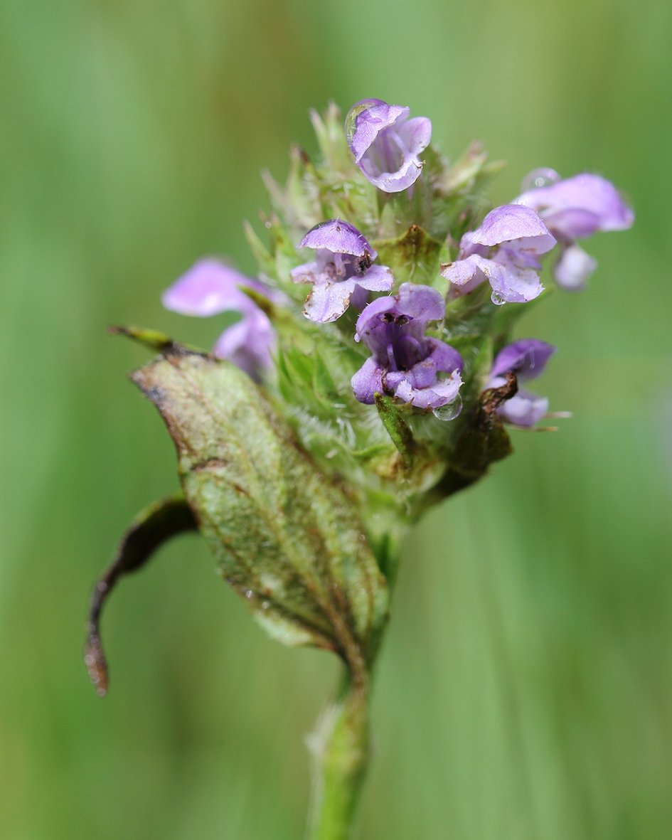 gewone brunel - Planten - 