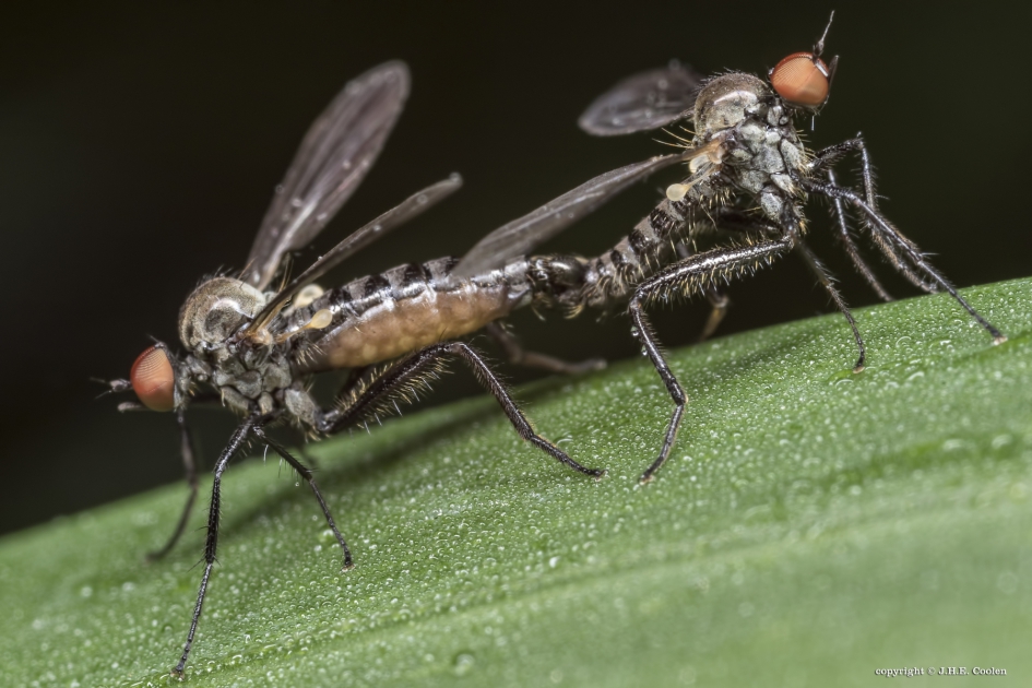 Gewone Grashalmdansvlieg(en) - Geleedpotigen - Gewone Grashalmdansvlieg