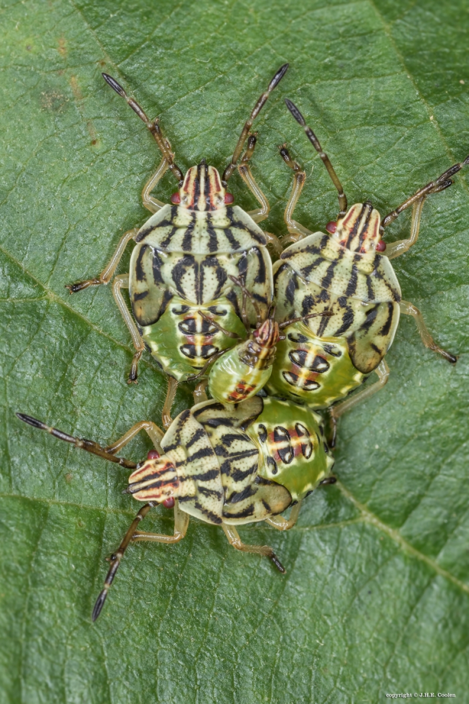 Gewone kielwants - Geleedpotigen - Gewone kielwants