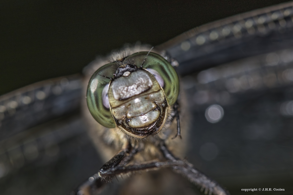 Gewone oeverlibel - Geleedpotigen - Gewone oeverlibel