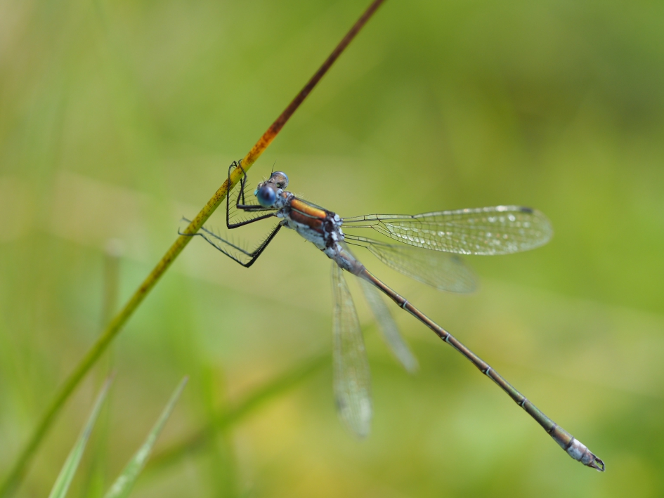 Gewone pantserjuffer - Geleedpotigen - Gewone pantserjuffer