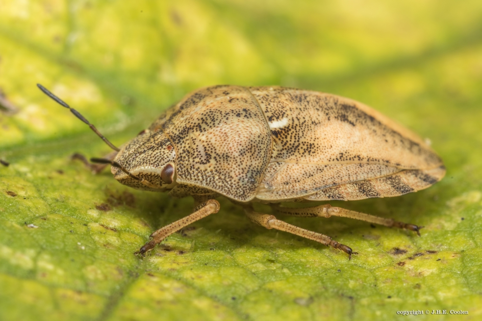 Gewone pantserwants - Geleedpotigen - Gewone pantserwants