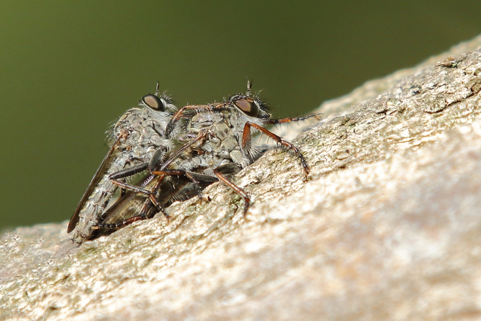 gewone roofvlieg - Geleedpotigen - 