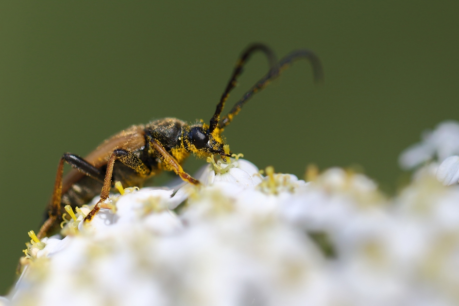 gewone smalboktor -m - Geleedpotigen - 