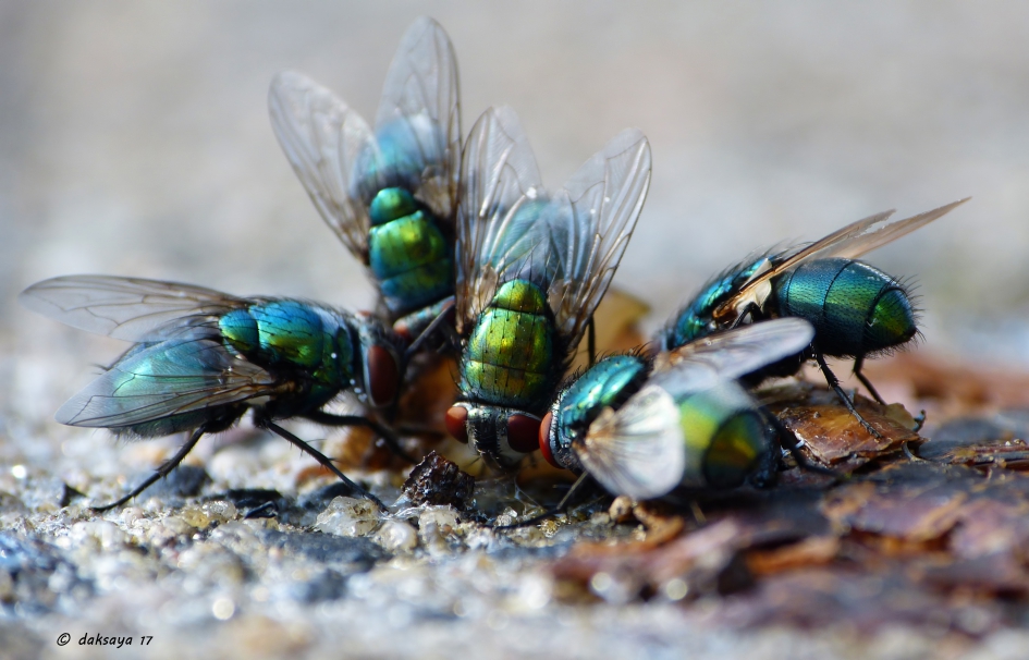Gezamenlijke maaltijd - Geleedpotigen - 