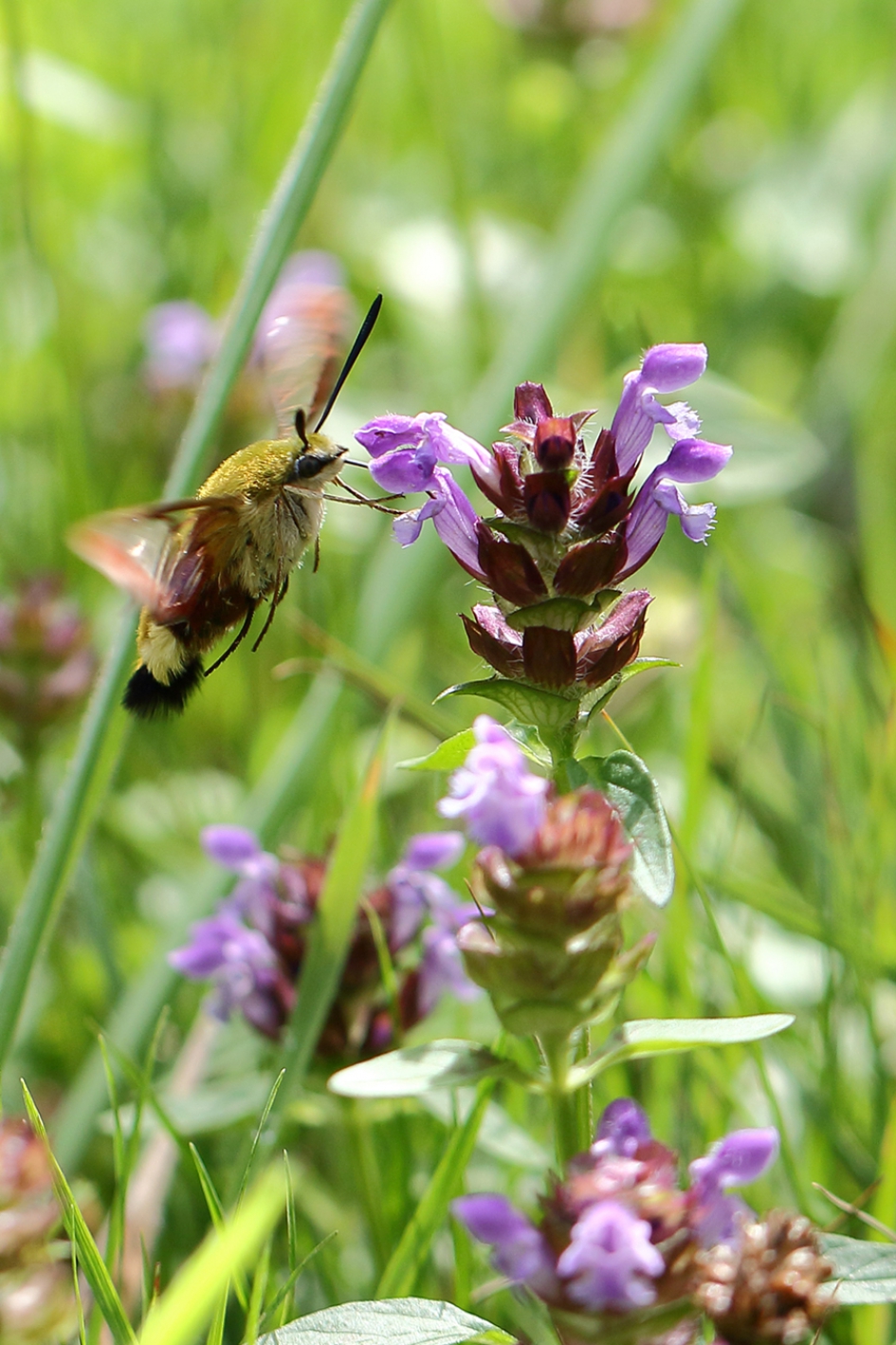 glasvleugelpijlstaart - Geleedpotigen - 