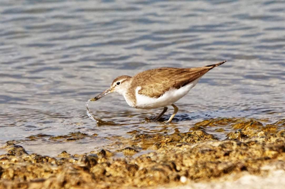 Goede vangst?? - Vogels - Oeverloper