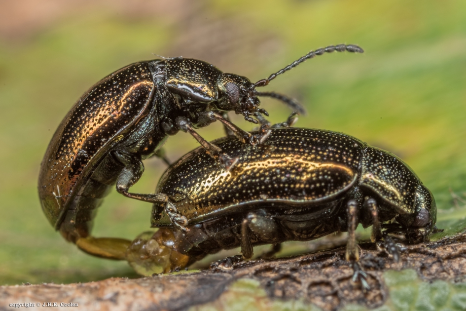 Goudhaantje - Geleedpotigen - Goudhaantje