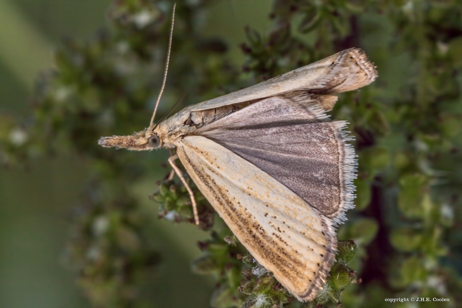 Grasmot - Geleedpotigen - Grasmot