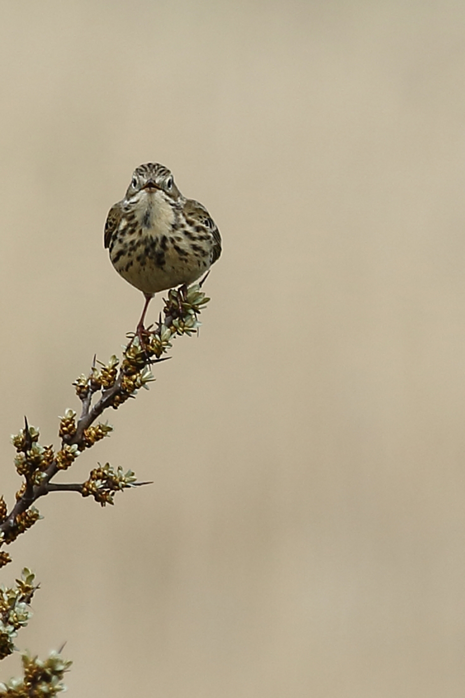 graspieper - Vogels - 