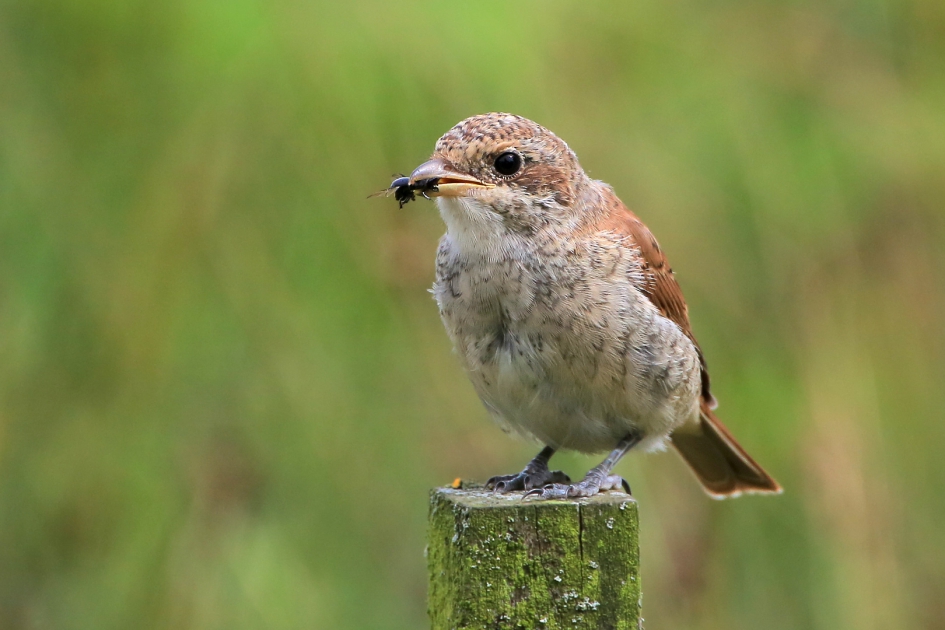 Grauwe Klauwier - Vogels - Grauwe Klauwier