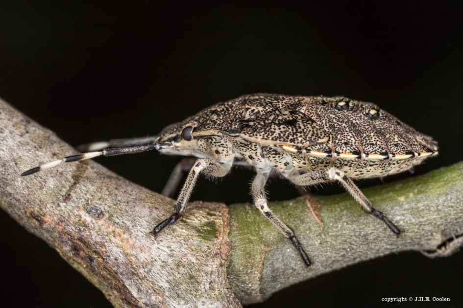 Grauwe veldwants (nimf) - Geleedpotigen - Grauwe veldwants